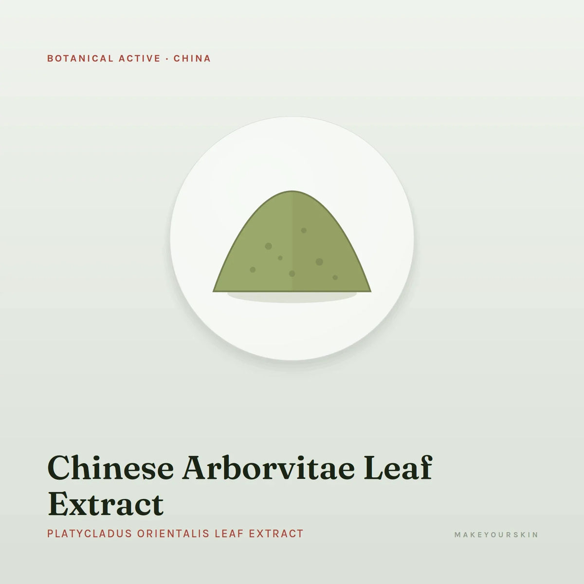 Chinese Arborvitae Leaf Extract (Platycladus Orientalis Leaf Extract) — powder, China · TCM — MakeYourSkin