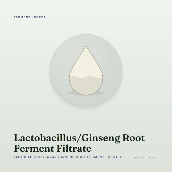 Lactobacillus/Ginseng Root Ferment Filtrate (Lactobacillus/Panax Ginseng Root Ferment Filtrate) — liquid, Korea · Japan — MakeYourSkin