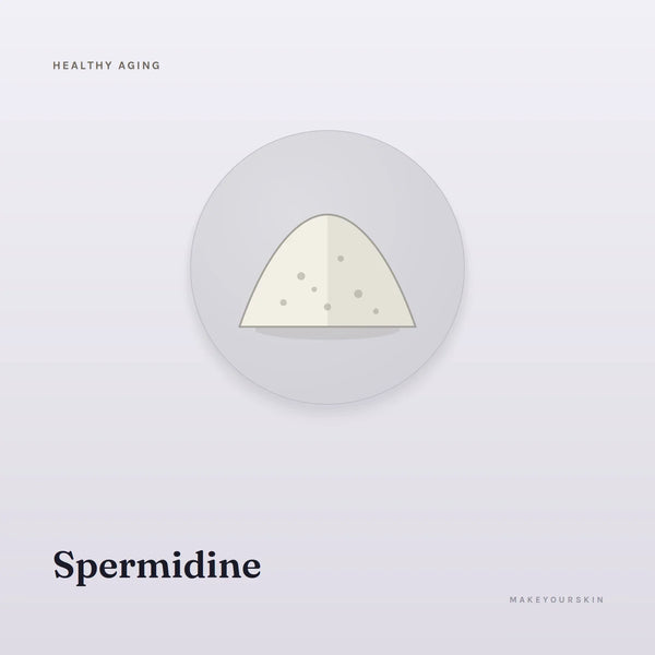 Spermidine — powder, Global — MakeYourSkin